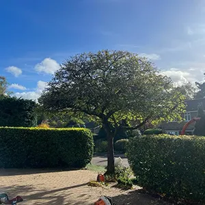 tree next to hedge