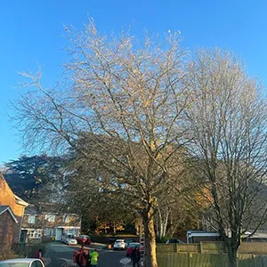 tree within the street