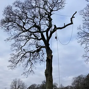 a tree being pruned by a man with a chainsaw
