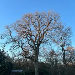 a large tree with no leaves in the middle of a field