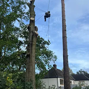 a man in a tree trimming a tree with a chainsaw