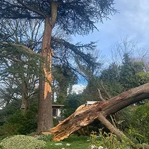 a large tree that has fallen down in a yard