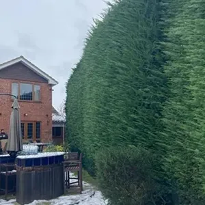 a tall green hedge next to a house