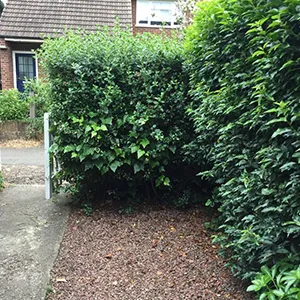 A house with a gate and bushes in front of it.