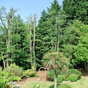 A lush green forest filled with lots of trees.