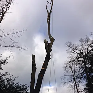 A man on a rope attached to a tree.