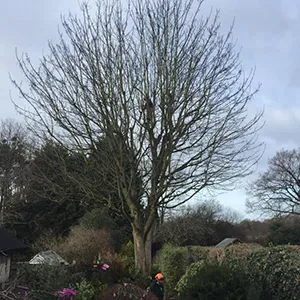 A tree with no leaves in a yard.