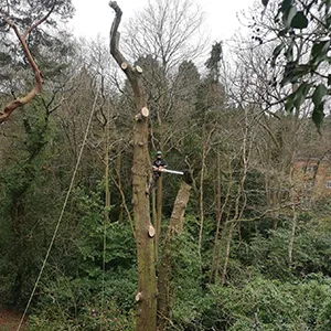 A man on a rope course in the woods.