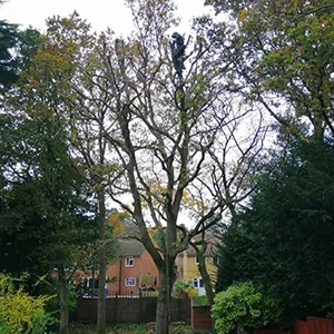 A man in a tree trimming a large tree.