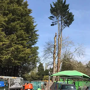 A group of men standing next to a tall tree.